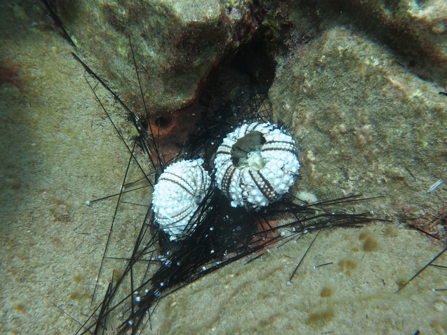 mysterious-sea-urchin-deaths-unraveled-scuticociliate-cause-mass